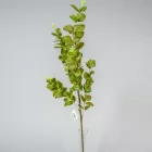 Eukaliptusz ág M95cm 40db/#