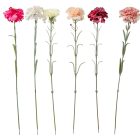 Szegfű szálas M53cm 72db/#