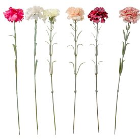 Szegfű szálas M53cm 72db/#