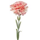 Szegfű szálas M53cm 72db/#