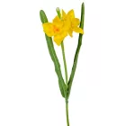 Nárcisz szálas M37cm 144db/#