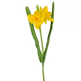 Nárcisz szálas M37cm 144db/#