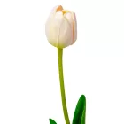 Tulipán szálas gumi M46cm 72db/#