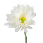 Gerbera szálas krém-fehér M56cm 72db/#