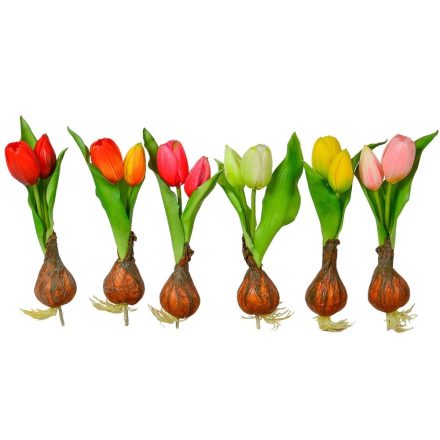 Hagymás tulipán gumi 2v. M24cm 24db/#