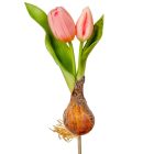 Hagymás tulipán gumi 2v. rózsaszín M24cm 24db/#