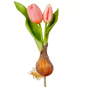 Hagymás tulipán gumi 2v. rózsaszín M24cm 24db/#