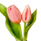 Hagymás tulipán gumi 2v. rózsaszín M24cm 24db/#