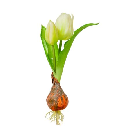 Hagymás tulipán gumi 2v. krém M25cm 24db/#