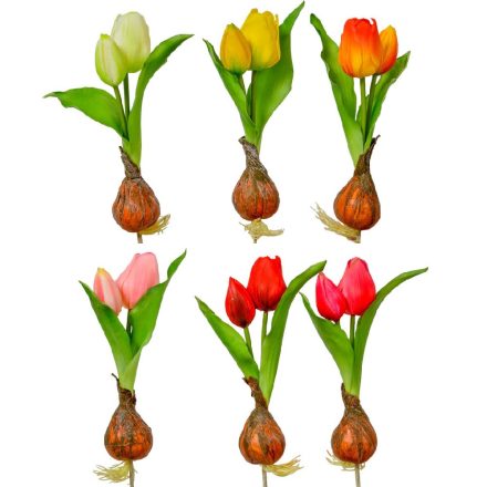 Hagymás tulipán gumi 2v. mix M25cm 24db/#