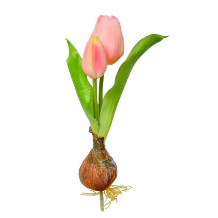 Hagymás tulipán gumi 2v. rózsaszín M25cm 24db/#