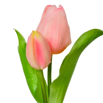 Hagymás tulipán gumi 2v. rózsaszín M25cm 24db/#