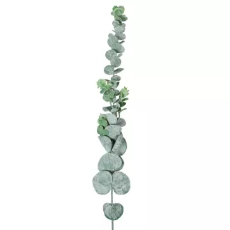 Eukaliptusz ág M68cm 36db/#