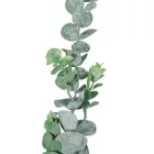 Eukaliptusz ág M68cm 36db/#