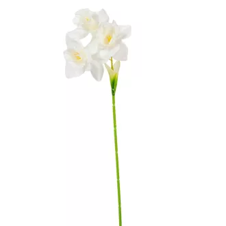 Nárcisz szálas 3v. fehér M46cm 72db/#