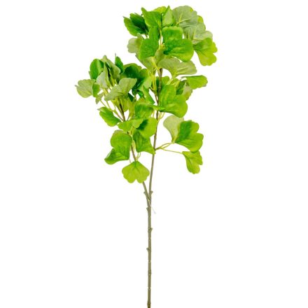 Ginko biloba ág M62cm 72db/#