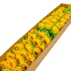 Napraforgó szálas M47cm 48db/#