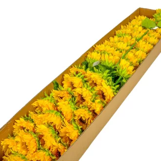Napraforgó szálas M47cm 48db/#