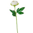 Peónia szálas krém M48cm 36db/#