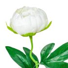 Peónia szálas krém M48cm 36db/#