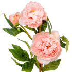 Peonia ág 3v. mix M75cm 24db/#