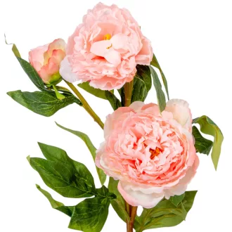 Peonia ág 3v. mix M75cm 24db/#