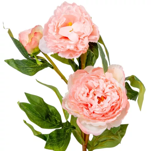 Peonia ág 3v. mix M75cm 24db/#
