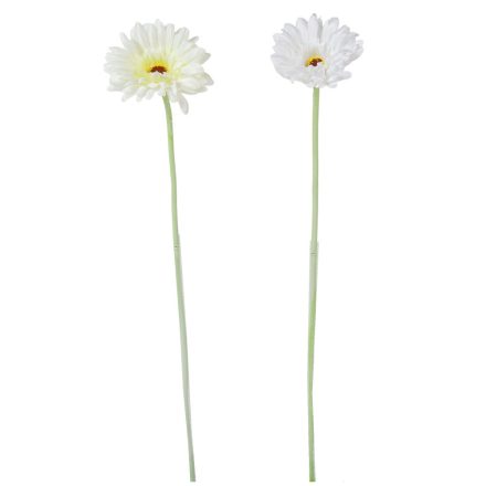 Gerbera szálas M51cm 72db/#