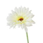 Gerbera szálas M51cm 72db/#