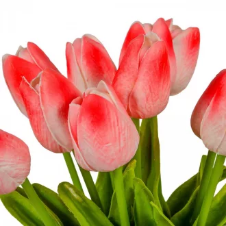 Tulipán köteg gumi 10szál M33cm 12db/#