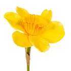 Nárcisz szálas gumi M40cm 48db/#