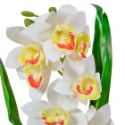 Orchidea szálas levéllel gumi krém M54cm 30db/#