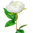 Peónia szálas krém M55cm 72db/#