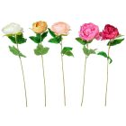 Peónia szálas M55cm 72db/#