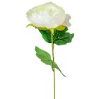 Peónia szálas M55cm 72db/#