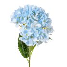 Hortenzia szálas M58cm 24db/#