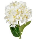 Hortenzia szálas M58cm 24db/#