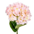 Hortenzia szálas M58cm 24db/#