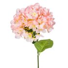 Hortenzia szálas M58cm 24db/#