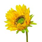 Napraforgó szálas M50cm 72db/#