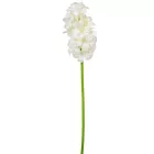 Jácint szálas M48cm 60db/#