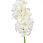 Jácint szálas M48cm 60db/#