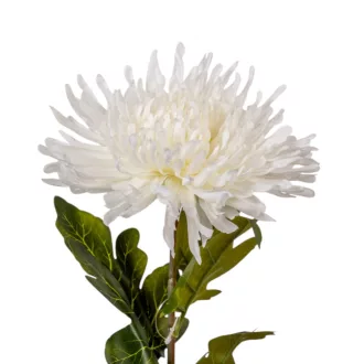 Krizantém szálas krém M70cm 24db/#