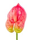 Flamingó szálas gumi pink M40cm 60db/#