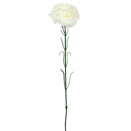 Szegfű szálas M56cm 96db/#