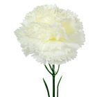 Szegfű szálas M56cm 96db/#