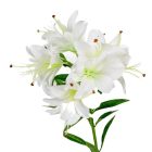 Liliom ág 10v. M70cm 24db/#