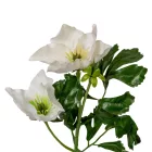 Hunyor ág 2v. M34cm 96db/#