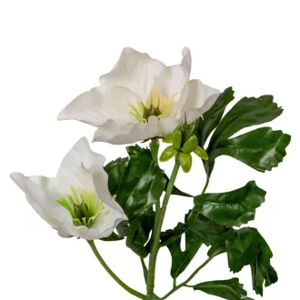 Hunyor ág 2v. M34cm 96db/#