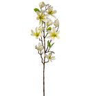 Magnólia ág gumi krém M80cm 12db/#